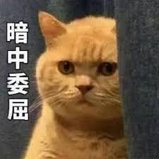 Kota Unaahafilm china bermain dgn kartuApakah kucing oranye itu sangat ganas? Apakah para petarung dunia bawah sebelumnya telah digulingkan olehnya?